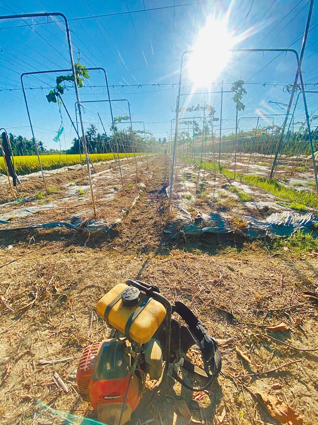高雄市内门区昨日上午11时40分飙到40.2度，田间可见炙热阳光，农夫几乎提早收工返家休息。（林雅惠摄）