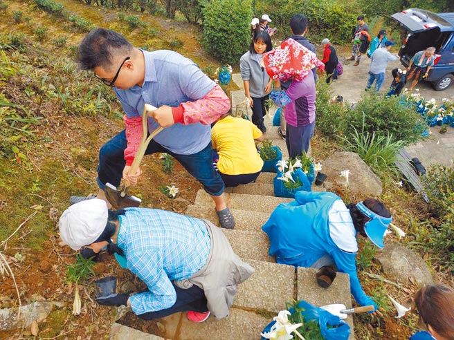 新北石門茶山步道千株台灣百合齊放 區塊鏈生態網