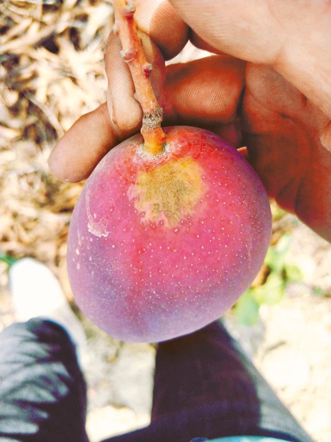 台南山區連日陽光毒辣高溫，芒果出現日燒災情。（郭信良提供／劉秀芬台南傳真）