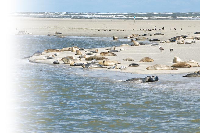 ORIS护育世上最大潮间带Dat Watt，当地生态丰富。（ORIS提供）