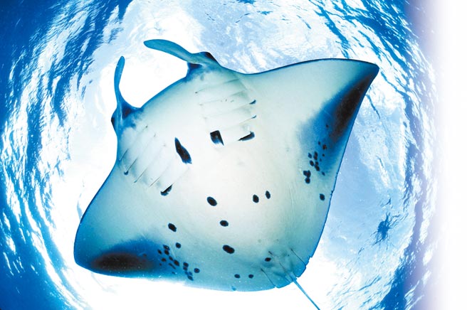 宝齐莱积极参与海洋动物保育，2017年起「魔鬼鱼基金会」 合作保育濒临绝种的魔鬼鱼。（Carl F. Bucherer提供）