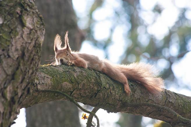 德国一名摄影师发现自家窗外有松鼠筑巢，于是拍照记录牠们的日常生活。(示意图/达志影像)