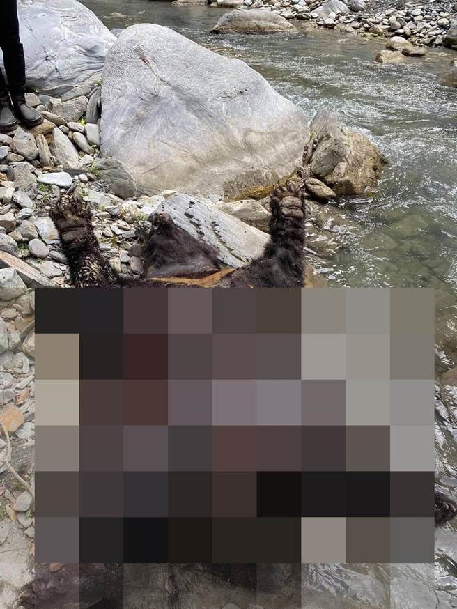 台湾黑熊竟陈尸在花莲县卓溪乡的一处溪谷！花莲林管处11日获报，隔天派员上山，歷经4天跋山涉水，15日终于接触到黑熊遗体，推估死亡超过2周，应属自然死亡。（杨姓民眾提供／罗亦晽花莲传真）