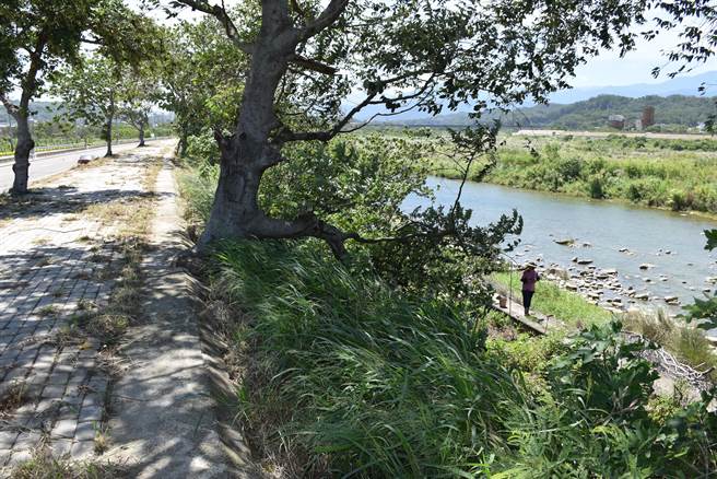 水利署研擬取用中港溪沿線河川蓄水給東興淨水場，以解燃眉之急。（謝明俊攝）