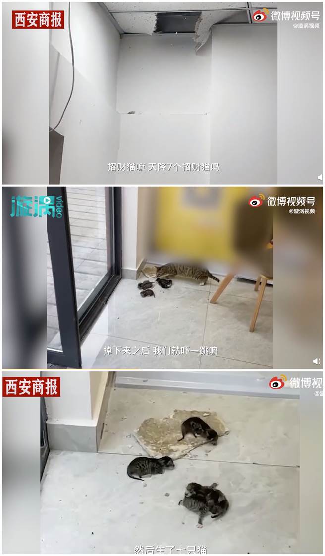 公司天花板因承受不了重量，使8只猫突然掉下来。（图／微博＠漩涡视频）