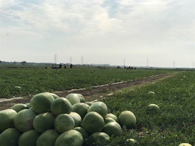 云林县二崙乡西瓜节停办，农粮署推网路行销。（农粮署提供／张朝欣云林传真）