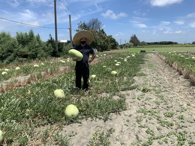 云林县四湖乡西瓜农吕荣腾罹患舌癌，坚持自力更生养活1家5口。（张朝欣摄）