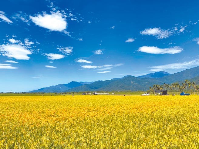 花蓮193縣道玉里高寮段，大片金黃色的平地金針花海點綴在青綠色的稻田中，景色遼闊美麗，令人心曠神怡。（羅亦晽攝）