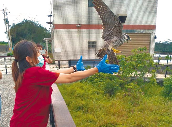 误闯民宅的游隼经兽医暖心照顾，在恢復体力并增胖后近日被成功野放。（新竹市政府提供／陈育贤新竹传真）