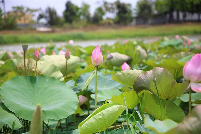 立夏五月天正是荷花季初登场，也是冈山滞洪池的赏花时节。（摄影/Carter）