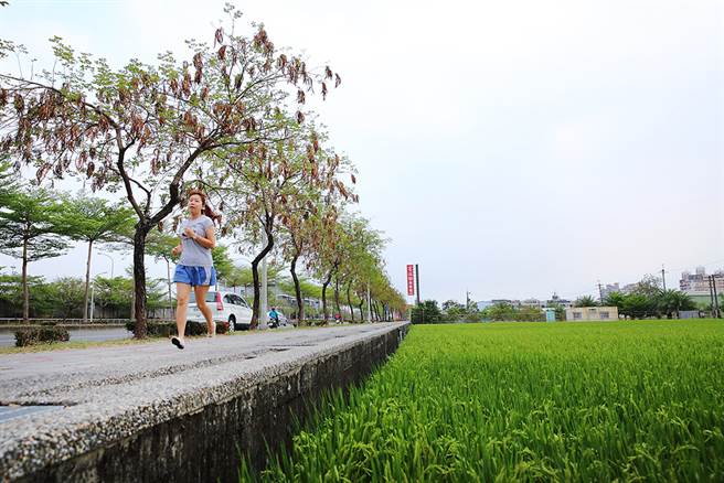 沿着捷西路、凤东五街、环河街、万丹路折返捷运站的大寮捷运站稻香大道慢跑路线，5公里短距离跑线轻松又纾压。（摄影/Carter）