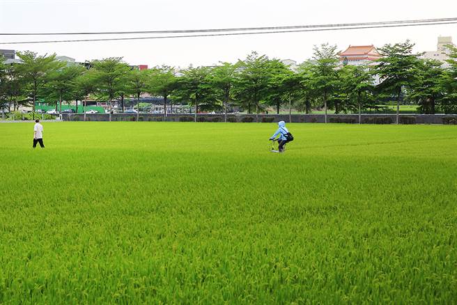 时序进入五月，大寮捷运站稻香大道呈现一片稻浪景观，田连阡陌绿油油，彷佛远离都市尘嚣。（摄影/Carter）