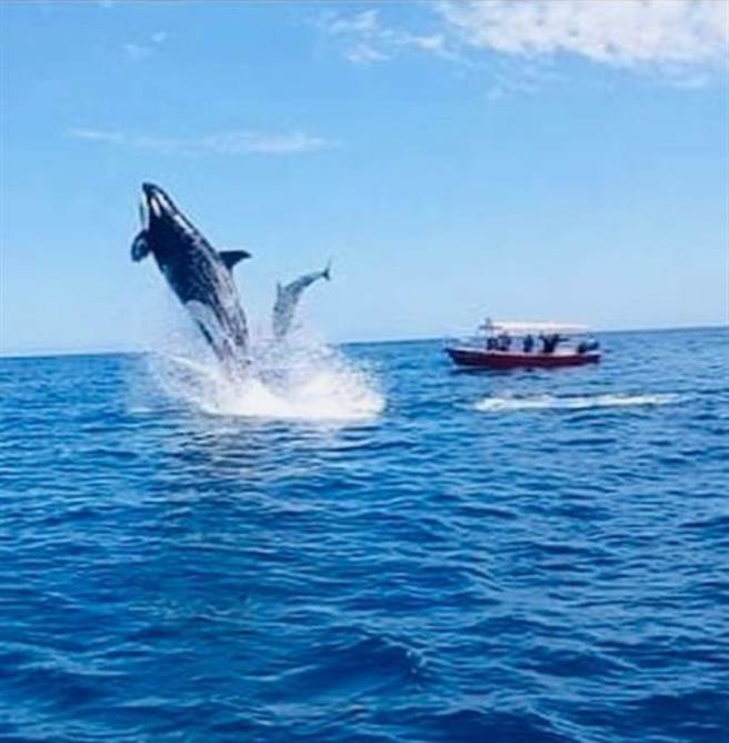 一只海豚遭到虎鲸攻击抛至高空中。（图／IG@rivaldo_castro17）