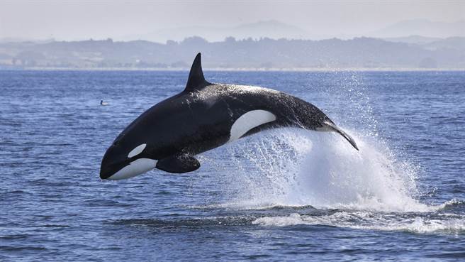 一群游客出海赏鲸，竟意外目睹虎鲸猎杀海豚的惊人过程。图片为示意图（图／shutterstock）