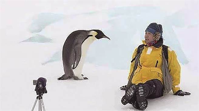 测试听觉极度灵敏辨识亲子的帝王企鹅，我用人类的歌声竟然让牠们听得着迷入神。(《每一趟旅行都是爱与梦的分享》/四块玉文创)