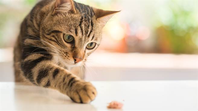 日本饲主日前发现自己的蓝芽耳机被猫拨入浴缸中，让他欲哭无泪。图片为示意图（图／shutterstock）