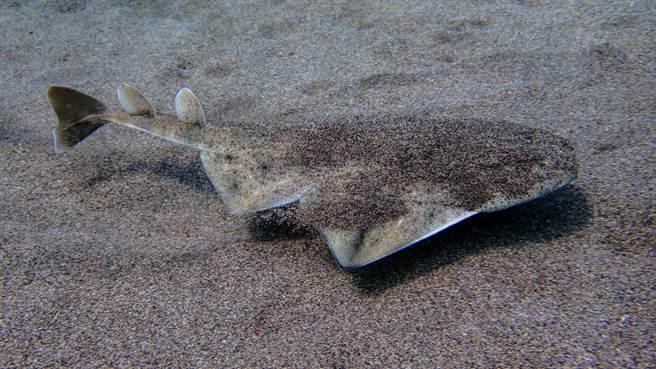 美国一名男子在沙滩上发现一只长相奇特的生物，一查才发现是濒临绝种的鲨鱼。图片为示意图（图／shutterstock）