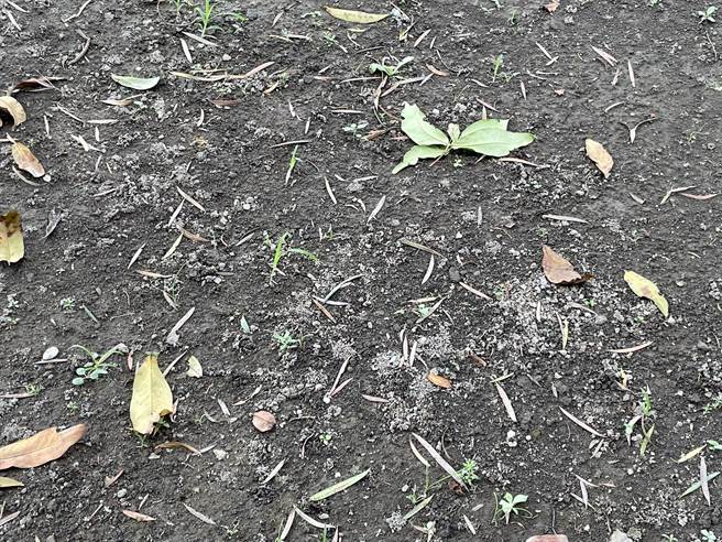 馆方于4月初已计画性进行维护，将罗汉松群生长范围以篱笆围住，防止游客再度踩踏，以自然方式恢復地力。（曹婷婷摄）