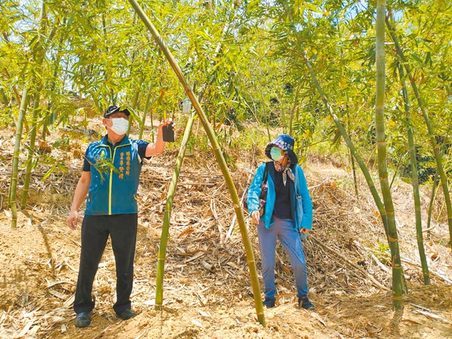 台南市农业局派员会同关庙公所人员，现勘关庙区绿竹笋生长情形。（台南市农业局提供／曹婷婷台南传真）