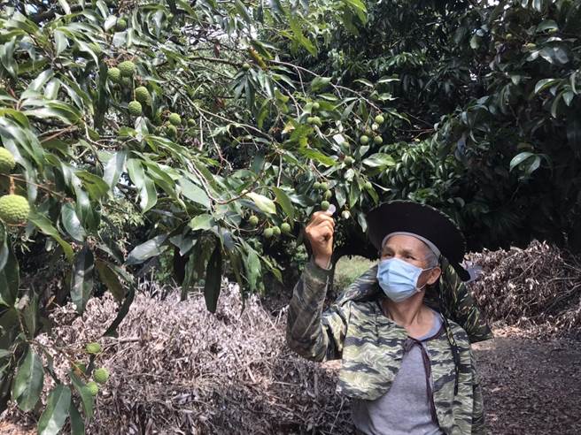 嘉义县竹崎乡是全县最大荔枝产地，同样因乾旱高温受灾，导致开花延迟、授粉率差，结果率不良，果实长成花生米，让农民欲哭无泪。（竹崎乡公所提供∕吕妍庭嘉义传真）