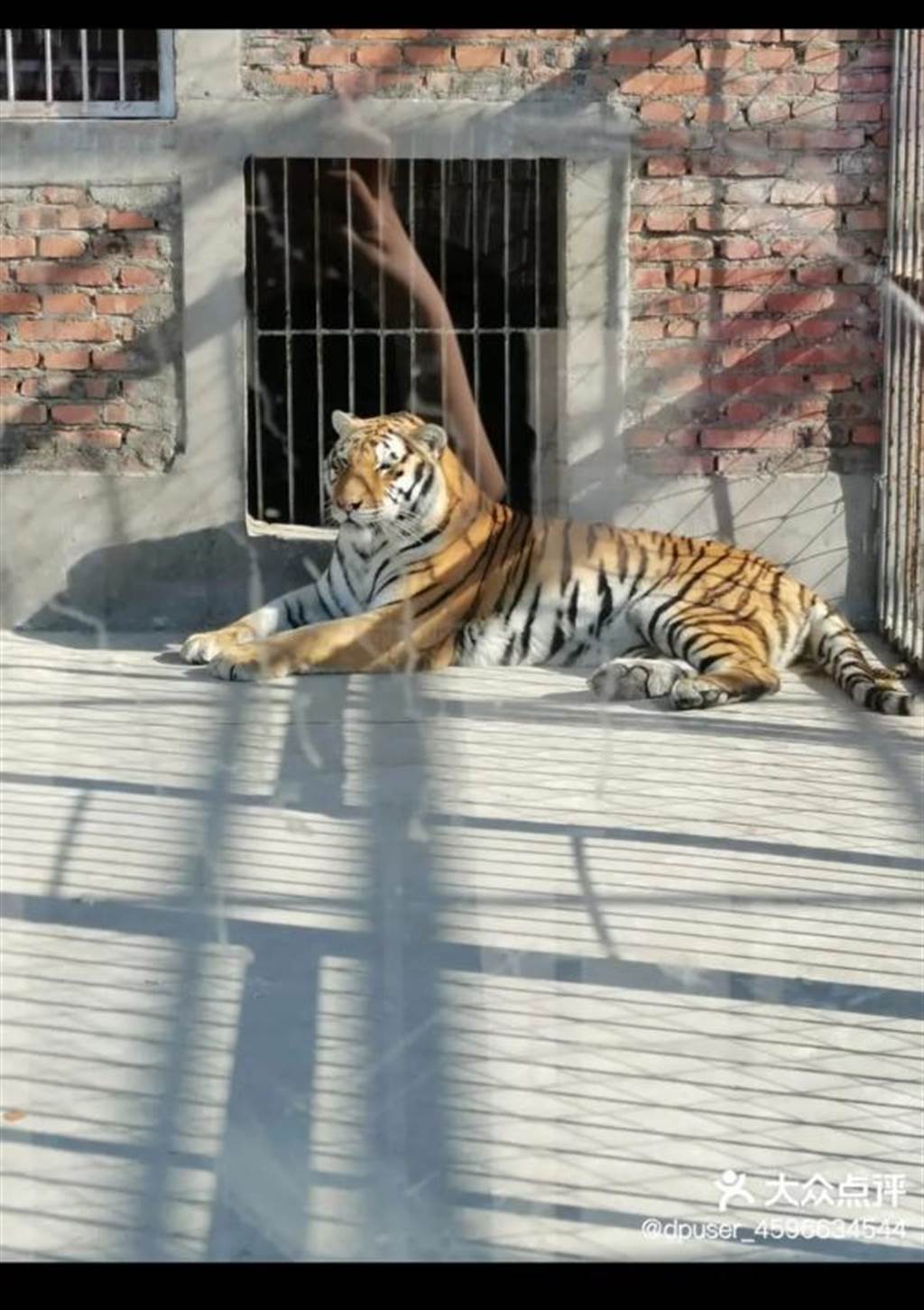 意大利一名馴獸師被四隻老虎襲擊致死 | Now 新聞