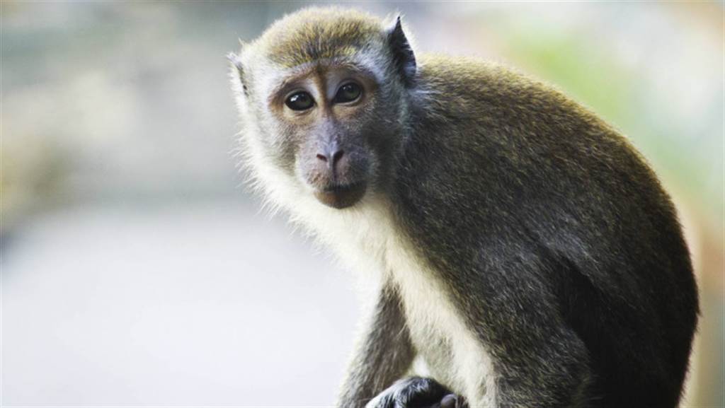 科学家以食蟹猴为基因剪刀实验，已获成功。(图/shutterstock)(photo:ChinaTimes)
