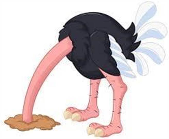 鸵鸟示意图。(图/翻摄自施正锋脸书)