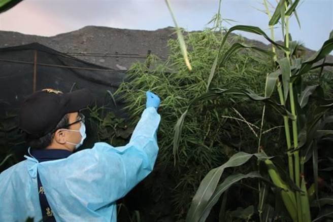 屏警破獲大麻園區，起獲價值500萬元成品及製作工具一批。(警方提供)