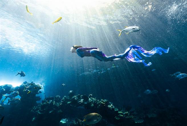 张柏芝出道多年首次打扮成美人鱼，下水后超有料身材曲线被看光。(图/ 摘自张柏芝工作室微博)