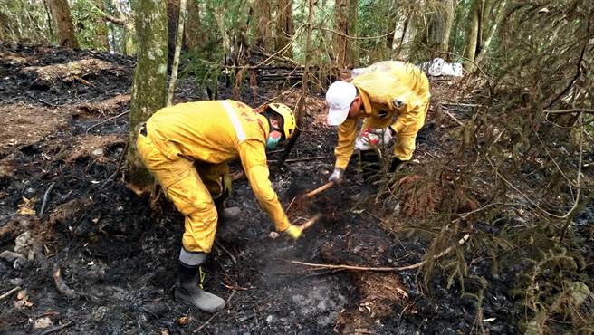 东势林区管理处出动470人次森林护管员抢救马崙山森林火灾。（东势林管处提供／王文吉台中传真）