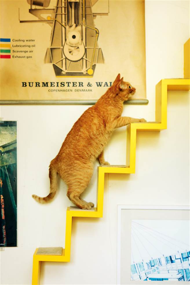 猫可爱迷人，却也经常难以捉摸。(图／讲义杂志)