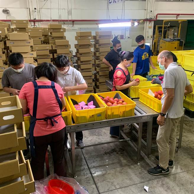 今年首批海运外销韩国爱文，已经开始检疫包装。（南瀛农产提供／刘秀芬台南传真）