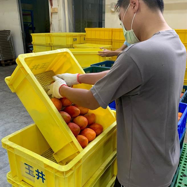 要蒸热的爱文必须从果农的果篮中移放到黄色专用篮整齐排好。（南瀛农产提供／刘秀芬台南传真）
