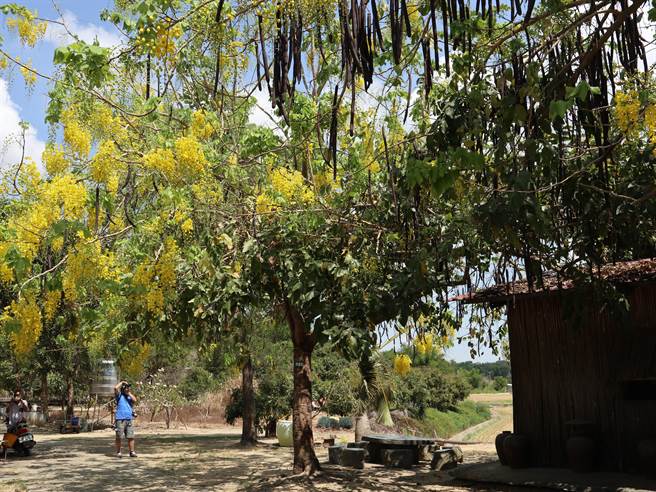 台南市白河区大山宫后方「阿勃勒秘境」去年5月中旬盛开，今年因缺水，花朵绽放延迟。（张毓翎摄）