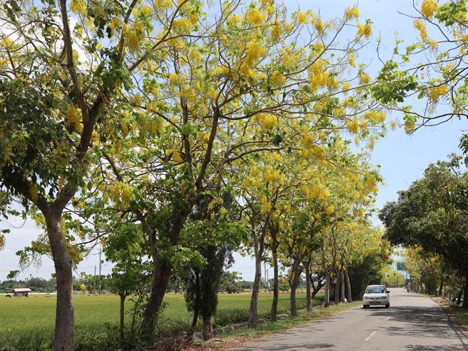 台南市白河区南86、89乡道两旁的阿勃勒花况佳，阳光洒下的花景美不胜收。（张毓翎摄）