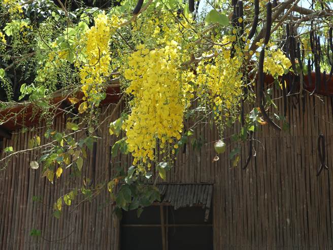 台南市白河区大山宫后方「阿勃勒秘境」预估6月初，花才会完全盛开。（张毓翎摄）
