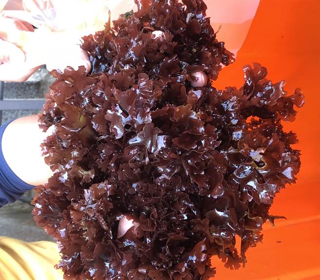 「海木耳」為海洋中的一種藻類，外型叢生花瓣狀，像一朵牡丹花，在日本又稱為「長壽菜」。（李金生攝）