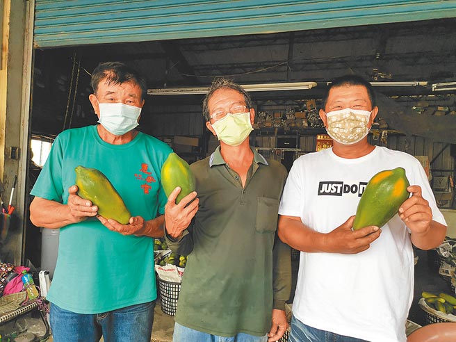 台南市大内区公所有意重推大内品牌木瓜，老中青三代木瓜农阮茂田、王国胜、李承中（由左至右）乐见其成。（刘秀芬摄）