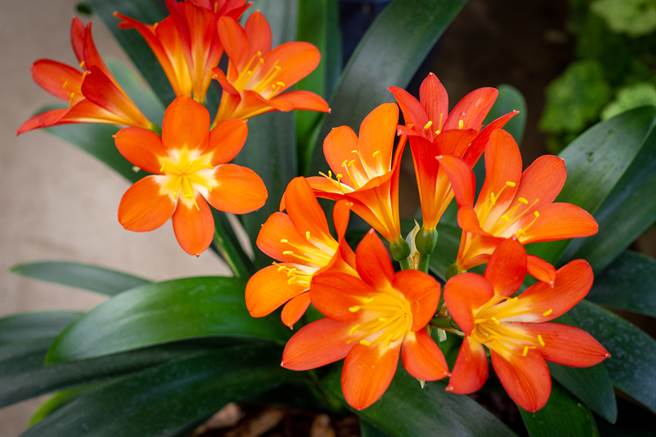君子蘭的花朵顏色鮮豔，風水上能提昇居住者的貴人運。（示意圖／shutterstock）