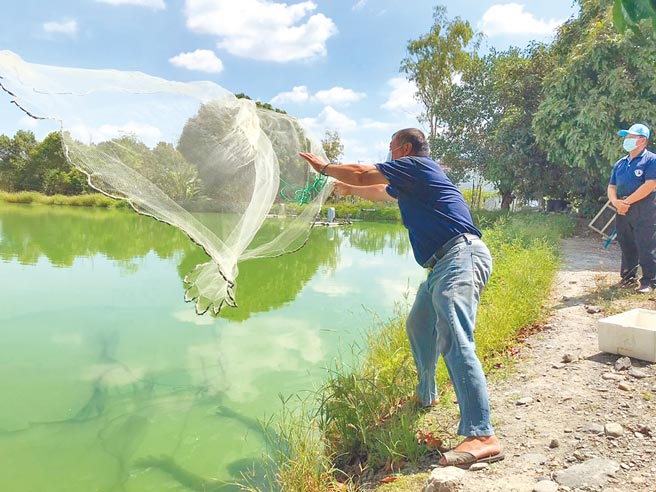 疫情重创百业，屏东泰国虾出现滞销窘境，养殖户盼政府能针对该产业纾困。（谢佳潾摄）