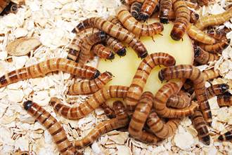 蟲蟲危機變商機 中東商人將超級蠕蟲變身超級食物