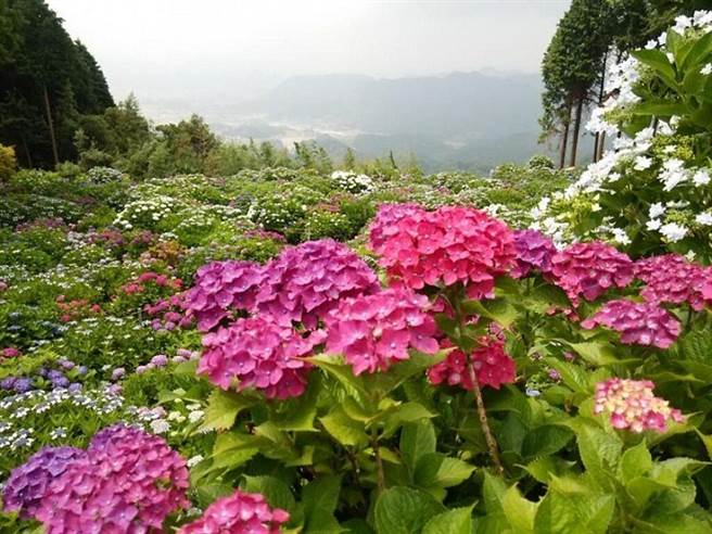 (圖/《旅奇傳媒》 提供)