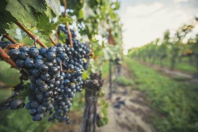 尼亚加拉葡萄园。    图：安大略省旅游局╱提供