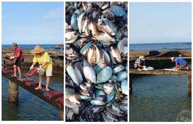 九孔鲍的成长史 因产地不同放养方式竟不同 (图/旅游经提供)