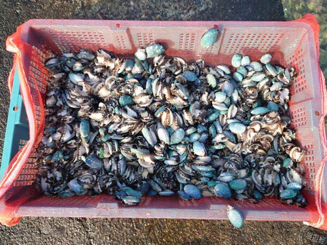 装载宜兰九孔苗的篮子会先套上细网减少九孔苗吸附力以利放苗作业的进行。(图/新北市政府渔业处)