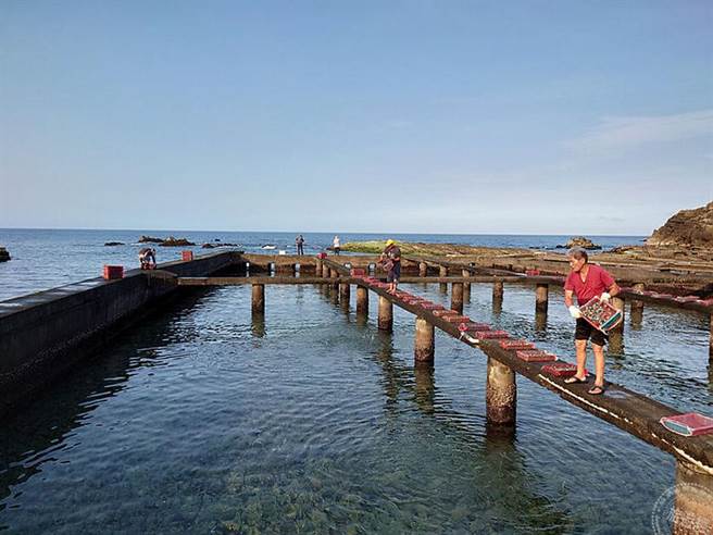 养殖业者放养宜兰九孔苗时可以直接拎着篮子站在小桥上投放。  
(图/新北市政府渔业处)