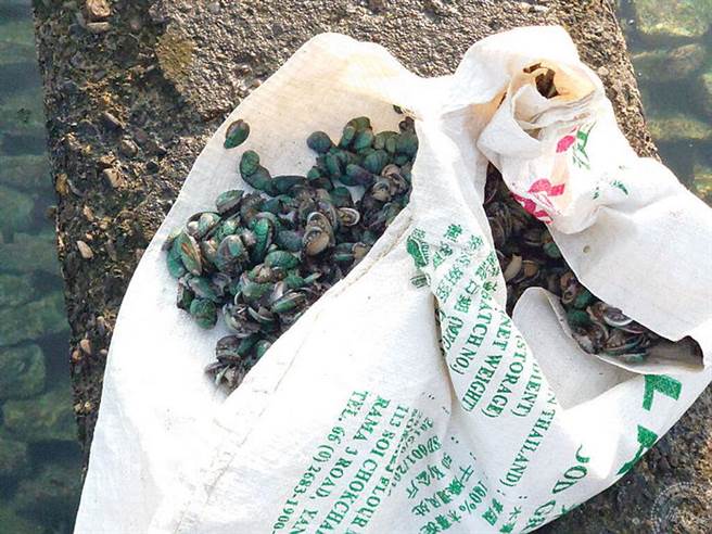 来自臺东的九孔苗因装苗篮子少了减少吸附力的细网，需先移到塑胶麻袋上以利放养作业进行。(图/新北市政府渔业处)