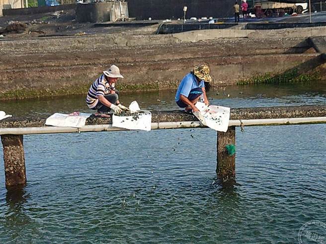 养殖业者放养臺东苗时得蹲着进行投放。(图/新北市政府渔业处)