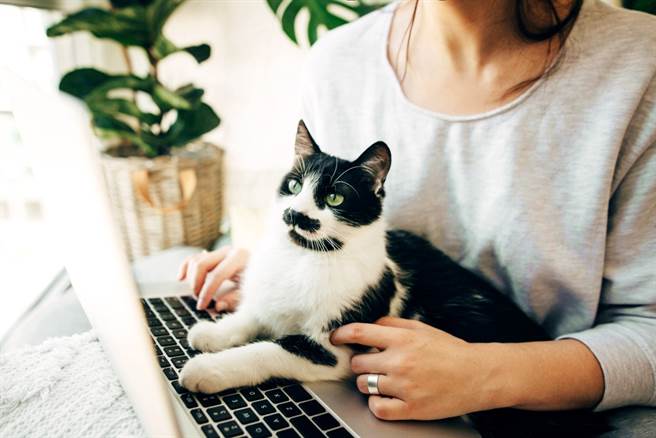 在家工作期间猫咪老爱霸占笔电怎么办？外国女网友分享替猫咪添购专属笔电能够解决问题。（示意图／shutterstock）