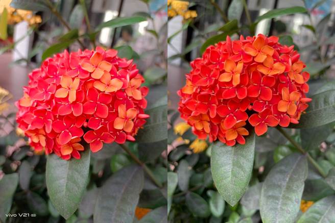 vivo V21 5G（左）与iPhone 12 Pro日间对比照片（1）。（黄慧雯摄）